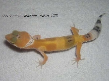 super hypo baldy