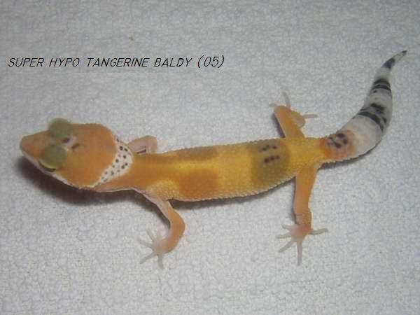 super hypo baldy