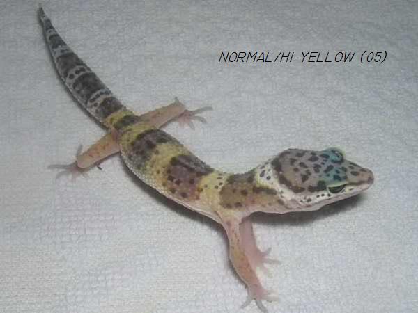 normal/hi-yellow (A)