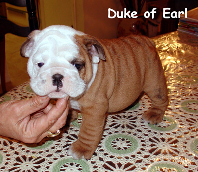 Pup from last (Honey) Litter