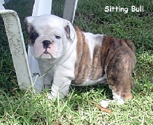 A PUP FROM LAST MARILYNN LITTER