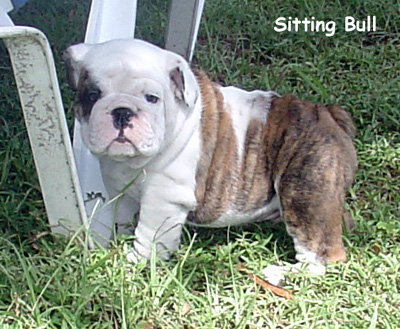 A PUP FROM LAST MARILYNN LITTER