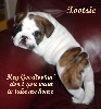 This is another Bugsey Pup name Tootsie