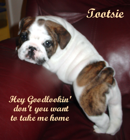 This is another Bugsey Pup name Tootsie
