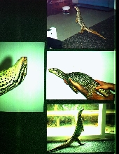 3.5' Argus Monitor