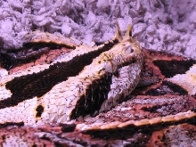 Gabino