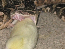 Puff feeding