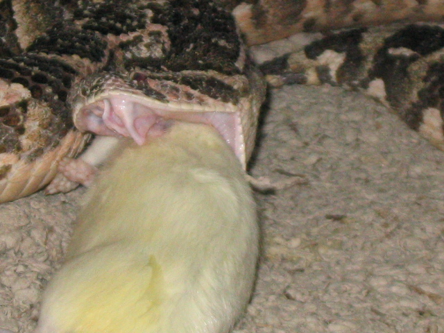 Puff feeding