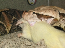 Gaboon feeding