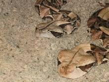 Gaboons