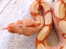 Sunglow8