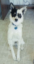 Bandi at attention