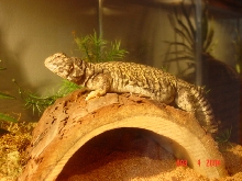 My Buddy