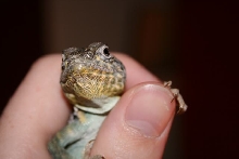 Collared Lizard Headshot
