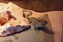 Collared Lizard Basking