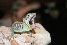 Yawning Collared Lizard