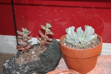 Plants in collared tank