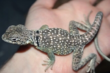 Collared Lizard