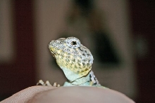 Collared Lizard Headshot