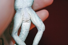 MONEY SHOT (collared lizard)