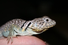 Collared Lizard Profile