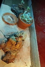 Collared Lizard Tank