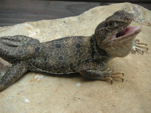 Female Reticulatus