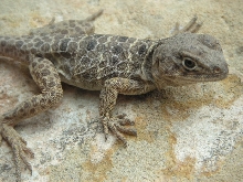Yearling Reticulatus