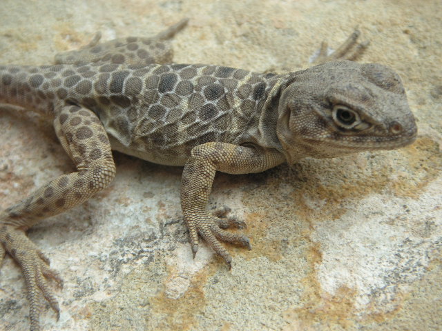 Yearling Reticulatus