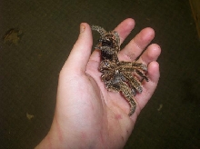 Molt