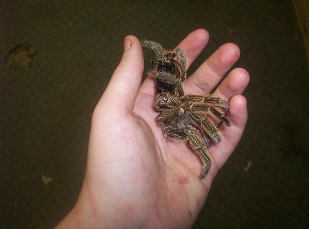 Molt