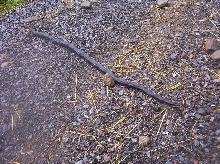 Black Ratsnake, 06/29/05
