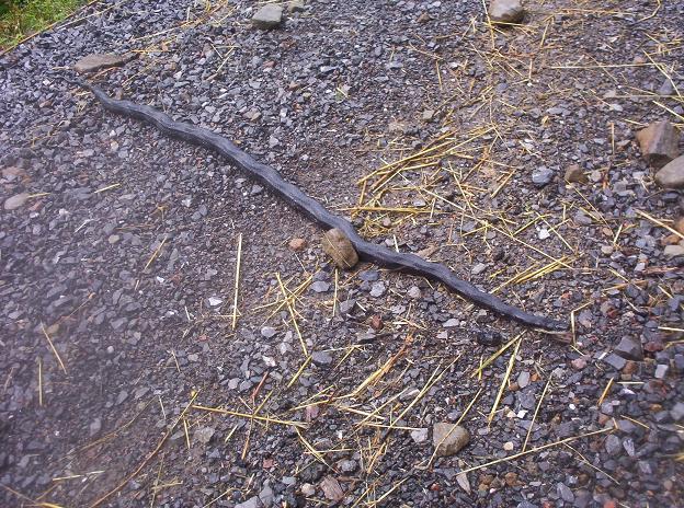 Black Ratsnake, 06/29/05