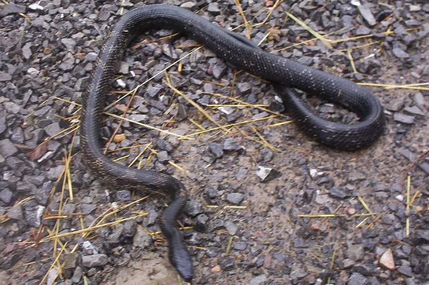 Black Ratsnake, 06/29/05