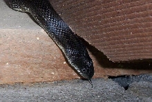 Black Ratsnake, 06/30/05