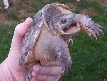 Eastern Snapper