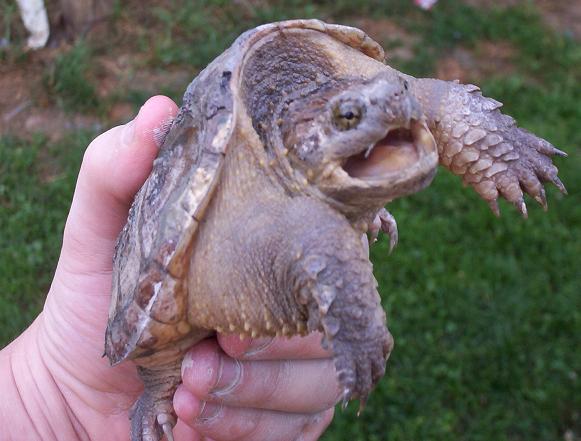 Eastern Snapper