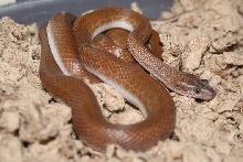 House Snake