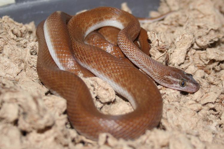 House Snake