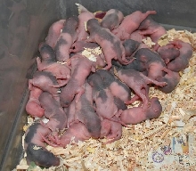 Pinkies