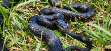 Ratsnake in Virginia