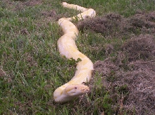 All Stretched Out