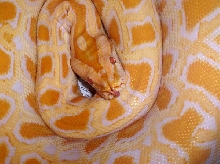 Albino Burm