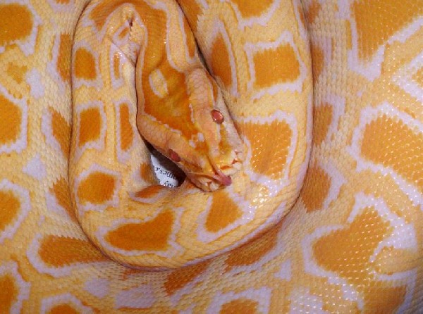 Albino Burm