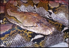 Normal Female