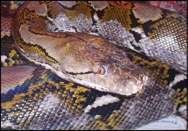 Normal Female