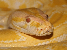 Albino Burmese