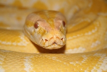Albino Burmese