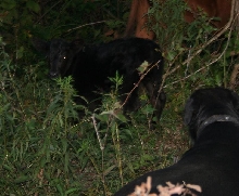 Calf