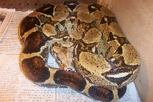 Male